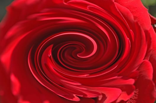 red rose on a white background, background