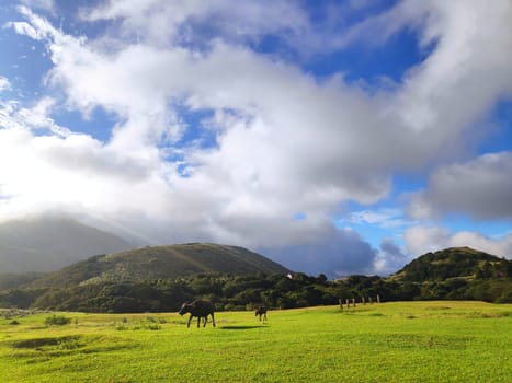 Qingtiangang, Taiwan-Oct 15, 2021: The natural source of alpine grasses is at Shangshan in Taipei City, Taipei City, Taiwan