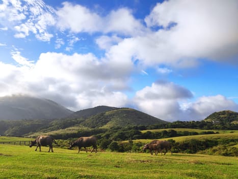 Qingtiangang, Taiwan-Oct 15, 2021: The natural source of alpine grasses is at Shangshan in Taipei City, Taipei City, Taiwan