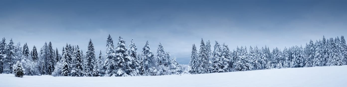 Beautiful view at the forest after snowfall. Firs covered by snow. Snowy tranquil scene in natural park.