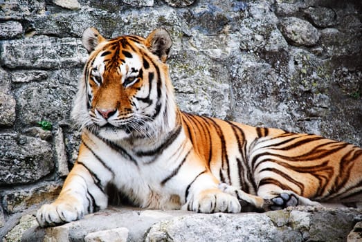Tiger resting in fornt of his cave