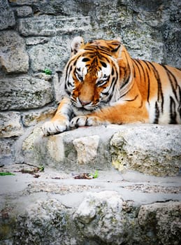 Tiger resting in fornt of his cave