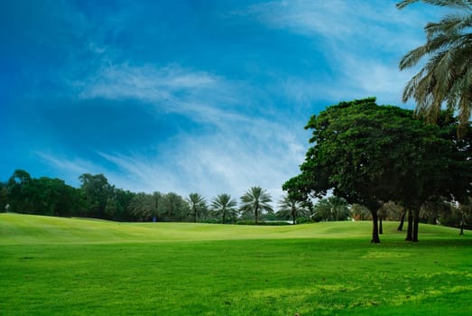 Field landscape with trees and blue sky