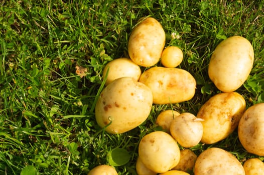Fresh young potato lies on the grass. raw vegetables. healthy eating. vegetarian food. vegetables from the garden