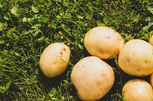 Fresh young potato lies on the grass. raw vegetables. healthy eating. vegetarian food. vegetables from the garden