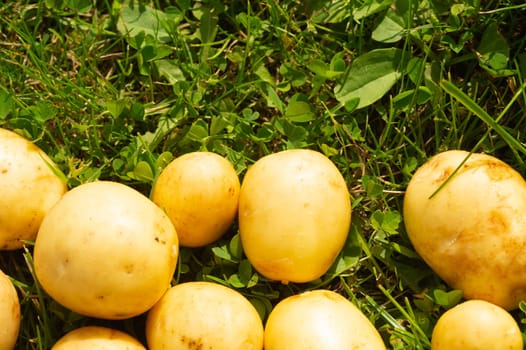 Fresh young potato lies on the grass. raw vegetables. healthy eating. vegetarian food. vegetables from the garden