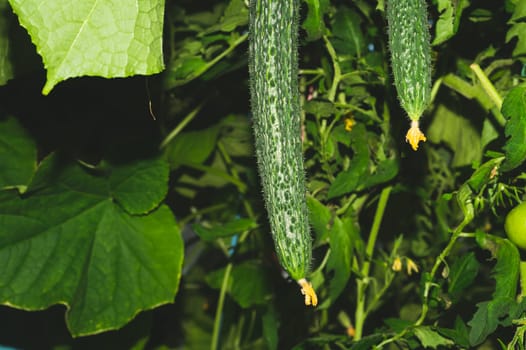 Cucumber plant growing in greenhouse. Fresh vegetable hanging on branch. Organic food production. healthy nutrition