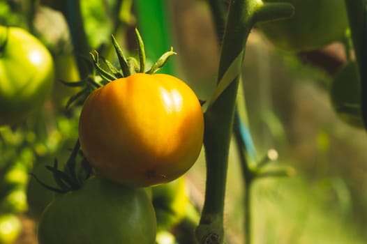 Tomato plant growing in greenhouse. Fresh vegetable hanging on branch. Organic food production. healthy nutrition