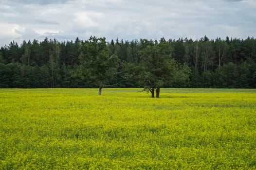 Green meadow with lonely trees and yellow plants. forest and sky