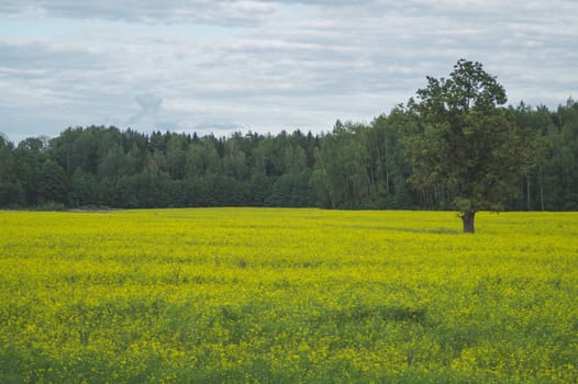 Green meadow with lonely tree and yellow plants. forest and sky