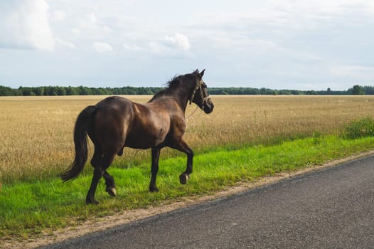 Lonely brown horse walks along the road. runaway horse in the countryside