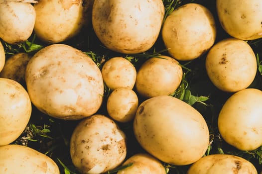 Fresh young potato lies on the grass. raw vegetables. healthy eating. vegetarian food. vegetables from the garden