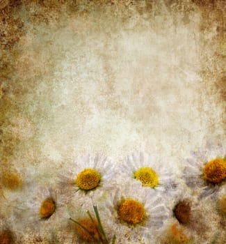 Grunge background with daisy flowers