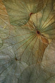 Vintage background made of dried leaves