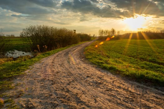 Rural road among green fields and sunshine, Zarzecze, Lubelskie, Poland