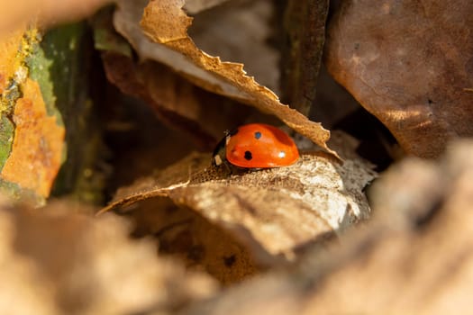Red ladybug in dry leaves, spring view
