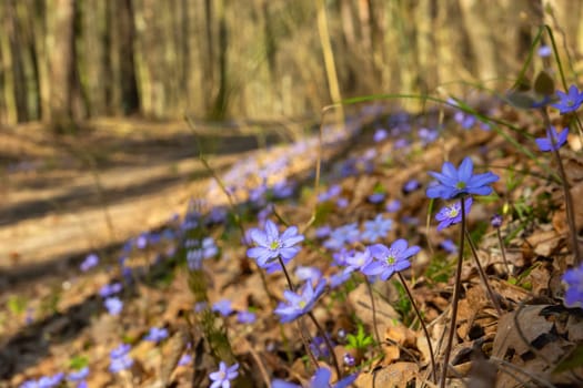 Violet common hepatica flowers growing in the spring forest, Okszow, Lubelskie, Poland