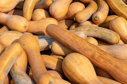 A large collection of Lungo di Napoli (Cucurbita) pumpkins at the market on a sunny autumn day. Beautiful background for a natural health and nutrition concept.