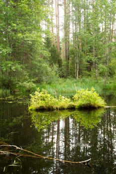 A landscape with green trees and brightness in the river in forest. Vertical image