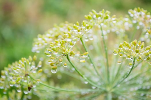 dill umbrellas growing after rain in drops close up