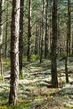 Pine tree forest, fern and moss covered floor, natural atmosphere, vertical image