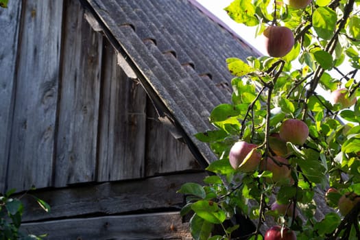 Ripe red apples on an apple tree in front of a wooden wall in village in Belarus