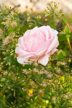 Flower background with garden of beautiful pink rose. Vertical image