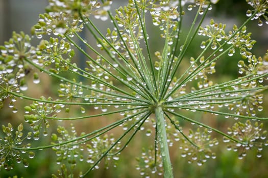 dill umbrella in the summer garden. close up of a dill umbrella with dew drops