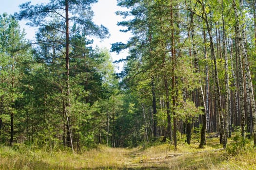 Beautiful summer trees landscape with a view of the pine forest. Forest road in Belarus
