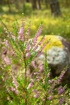Detail of a flowering heather plant in dutch landscape. Vertical image