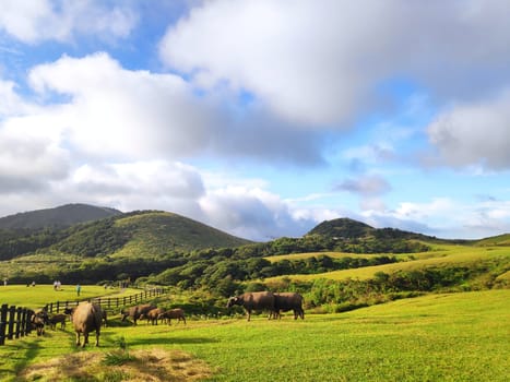 Qingtiangang, Taiwan-Oct 15, 2021: The natural source of alpine grasses is at Shangshan in Taipei City, Taipei City, Taiwan