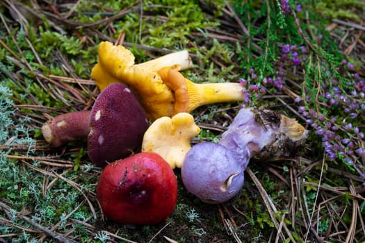 Colorful mushrooms of Belarus, mix in a forest