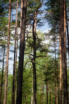 Forest trees with sunlight pouring through. Dry tree in pine forest. Vertical image