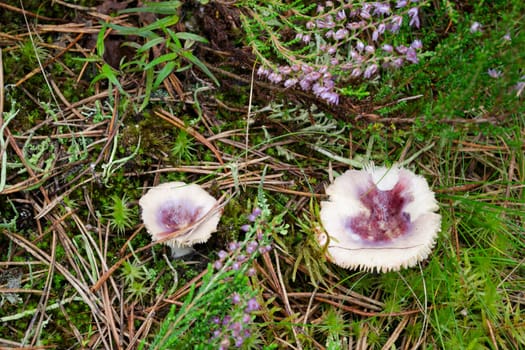Russula obscura mushroom in a pine forest of Belarus