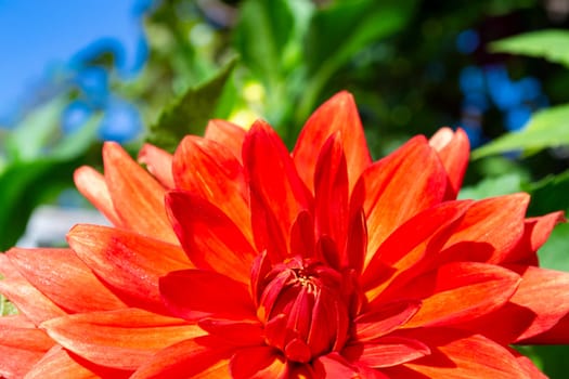 Bright orange dahlia petals macro, floral abstract background. Closeup of flower dahlia for background
