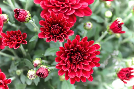 Top view of red garden mums with a blur perspective.