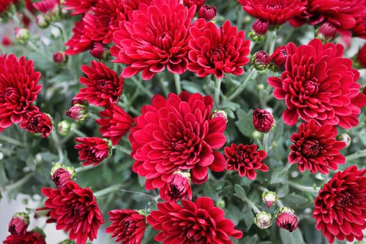 Background of various red garden mums growing.