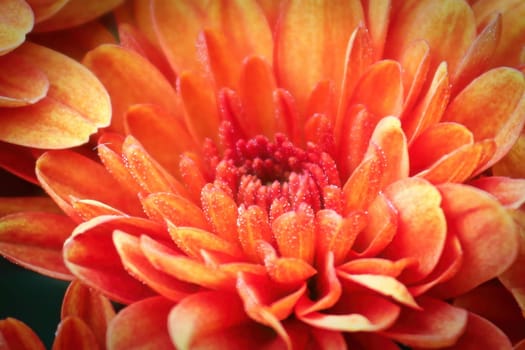 Macro of the center of an orange garden mum.