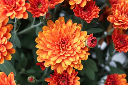 A background of several orange garden mums.