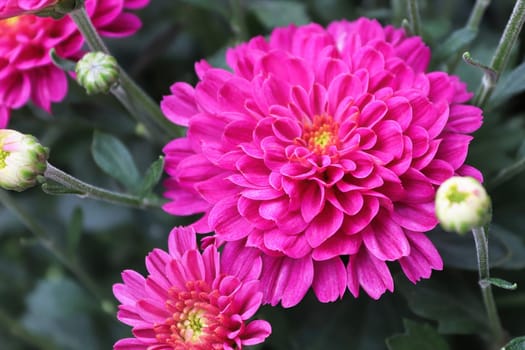 Macro of pink garden mums growing in the fall.