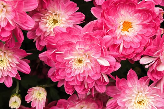 Macro background of pink and white garden mums.