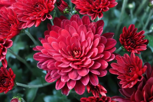 A background of several pink garden mums.