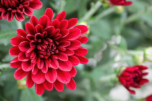 Macro of a red garden mum with a blurred background.