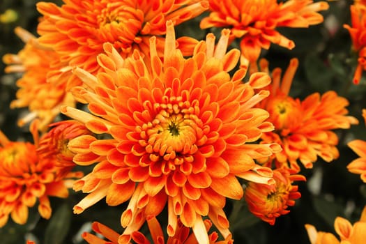 Vibrant orange and yellow potted garden mums