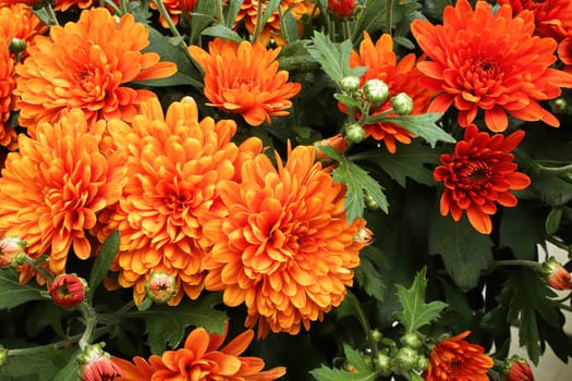 A background of orange garden mums growing.