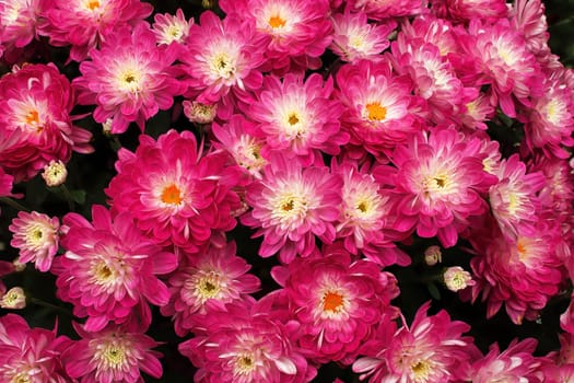 Closeup background of pink and white garden mums.