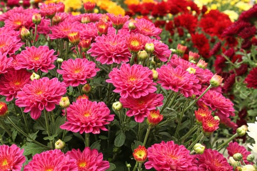 Various pink garden mums in bloom between buds.