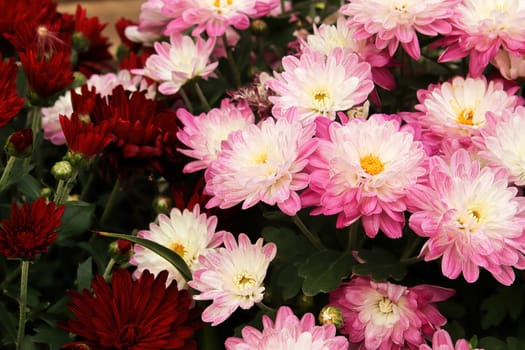 A mound of potted garden mums growing.