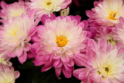 A mound of potted garden mums growing.