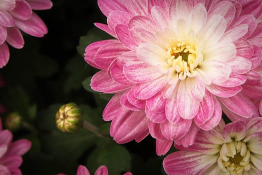 A background of a pink and white mum with yellow center.